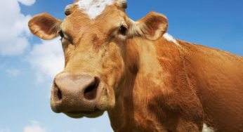 Kuhmilch – nicht im ersten Jahr